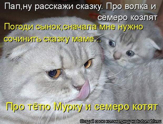 Лучшие котоматрицы недели (50 фото)