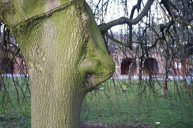 Вы когда-нибудь видели дерево с носом?  дерево, нос, парк