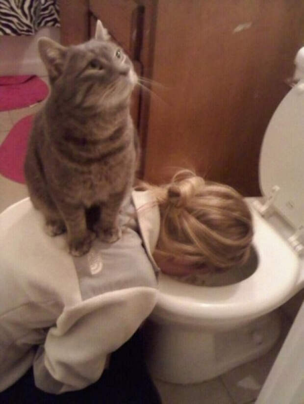 очень наглые животные