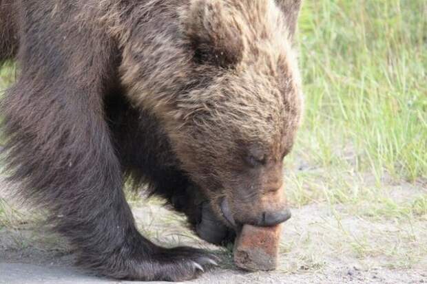Встреча с медведем Встреча с медведем Ухта, медведь, сыктывкар