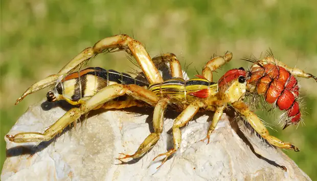 Фаланга: самый ужасный паук из сердца пустыни