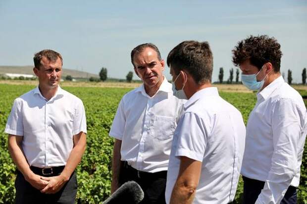 Губернатор Кубани: регион выходит в лидеры в производстве винограда в России