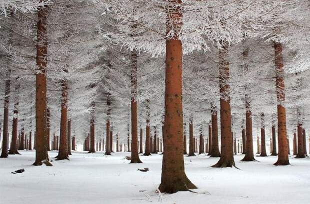 зимние пейзажи снежный лес