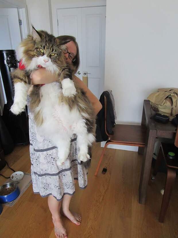 самая большая кошка