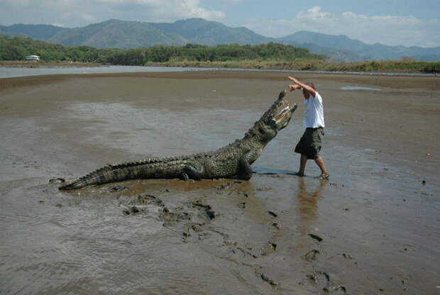 Дрессировка крокодила. | Фото: Pikabu.
