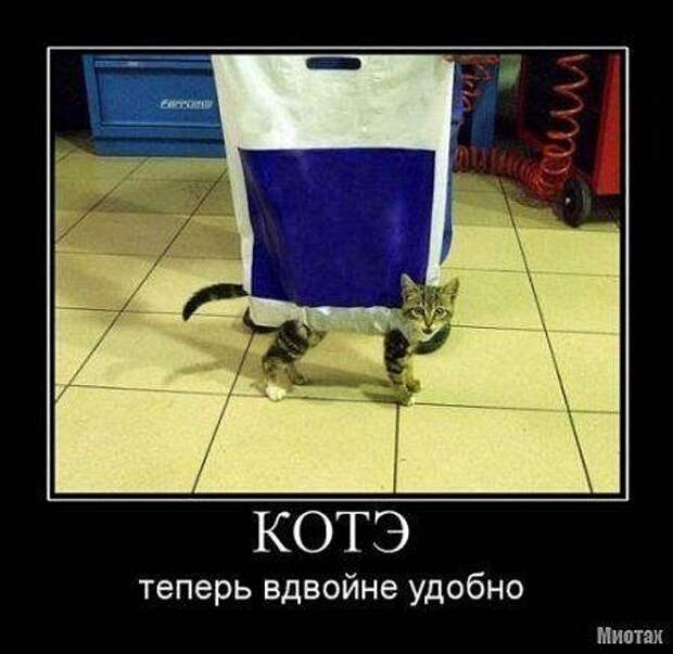Демотиваторы про котЭ
