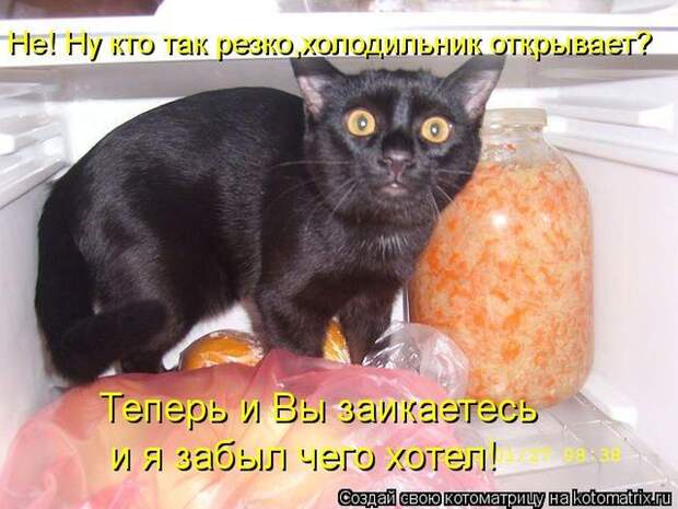 Котоматрица №36