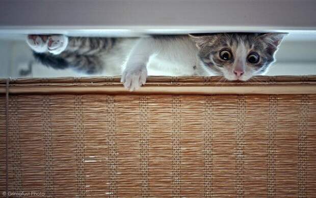 Коты, прятки, прячутся, смешное