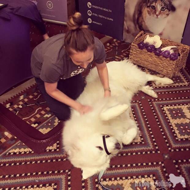 Great Pyrenees and Wellness Pet Food at BlogPaws 2016