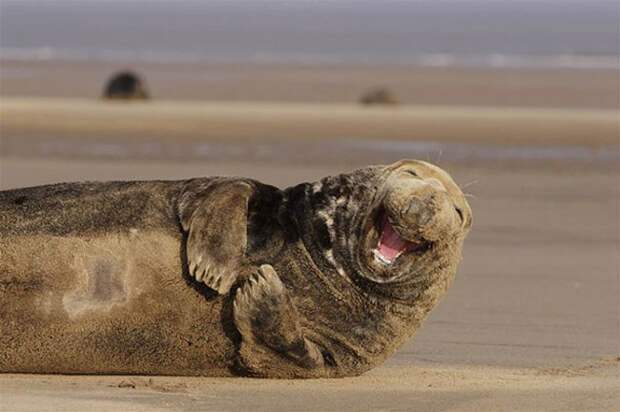 тюлень смеется