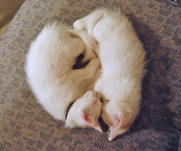 Котята спят рядышком. Фото