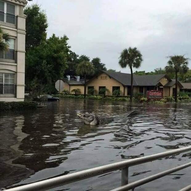 Прикольные картинки абавсём:D (06.08.15)