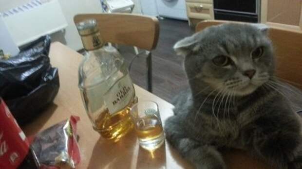 Коты и кошки, много позитива.