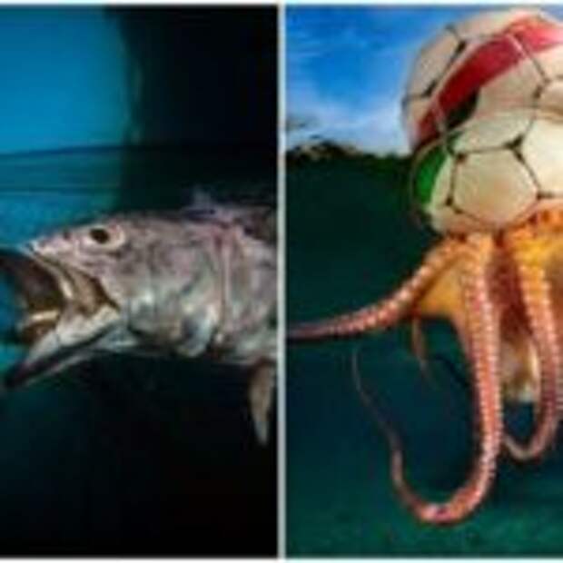 Полное погружение: лучшие фотографии подводного мира 2020