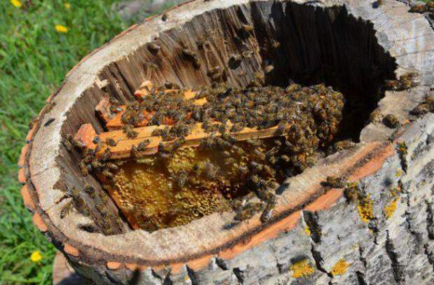 мед пасека колода: Органические фермы, экофермы, городские фермы,