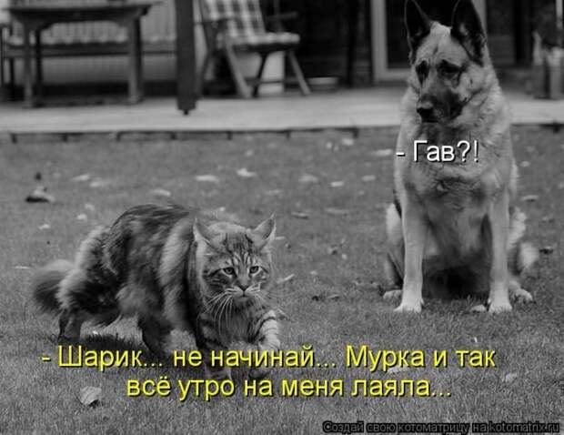 Новые котоматрицы за неделю