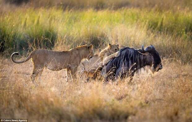 Львица учит детёнышей охотится (фото)