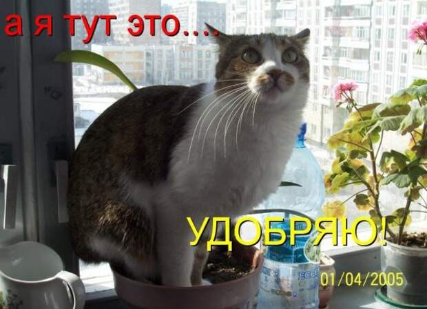 Кото матрица 7