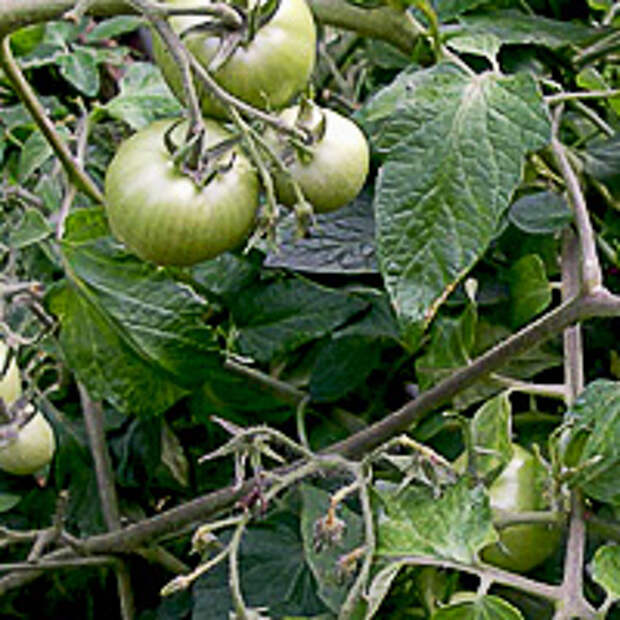 семена помидор устойчивых к фитофторозу