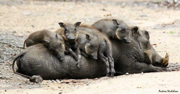 Comedy Wildlife Photo Awards 12