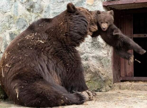 Строгая мама звери, зоопарк, медведи