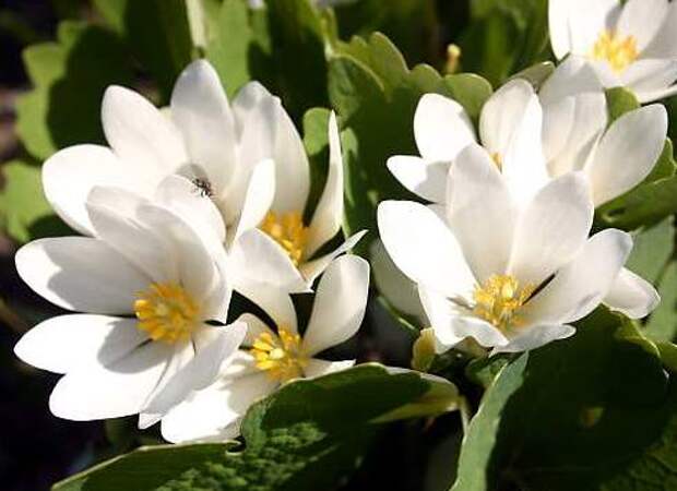 sanguinaria_canadensis (491x357, 29Kb)