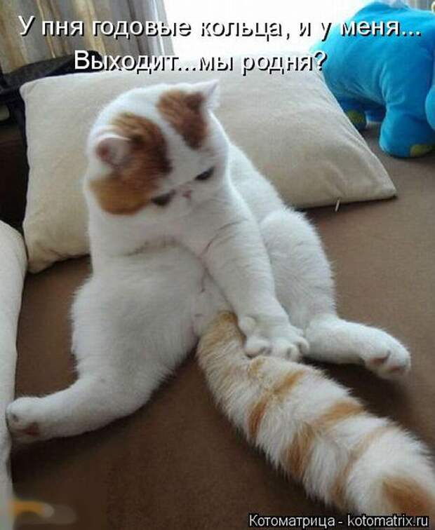 Лучшие котоматрицы недели (50 фото)