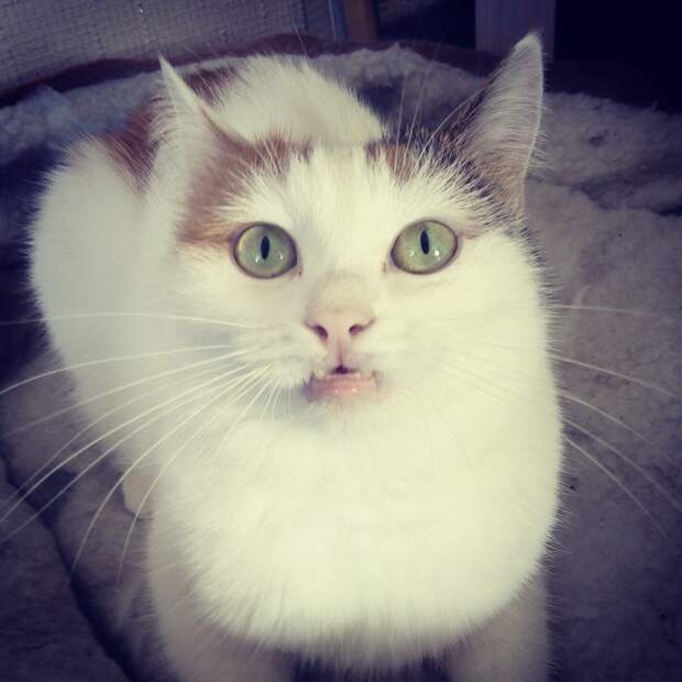 кошка