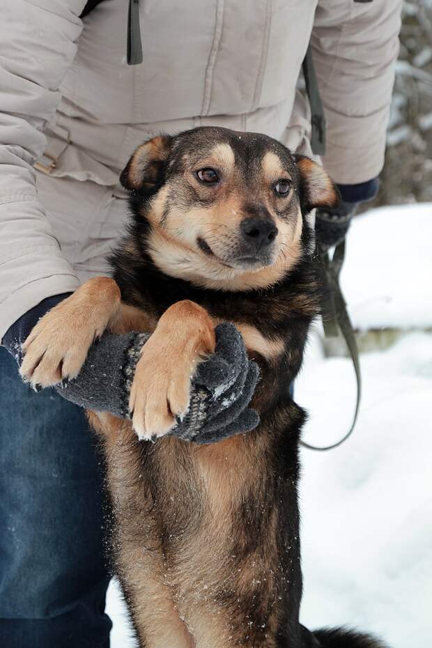 собака на прогулке