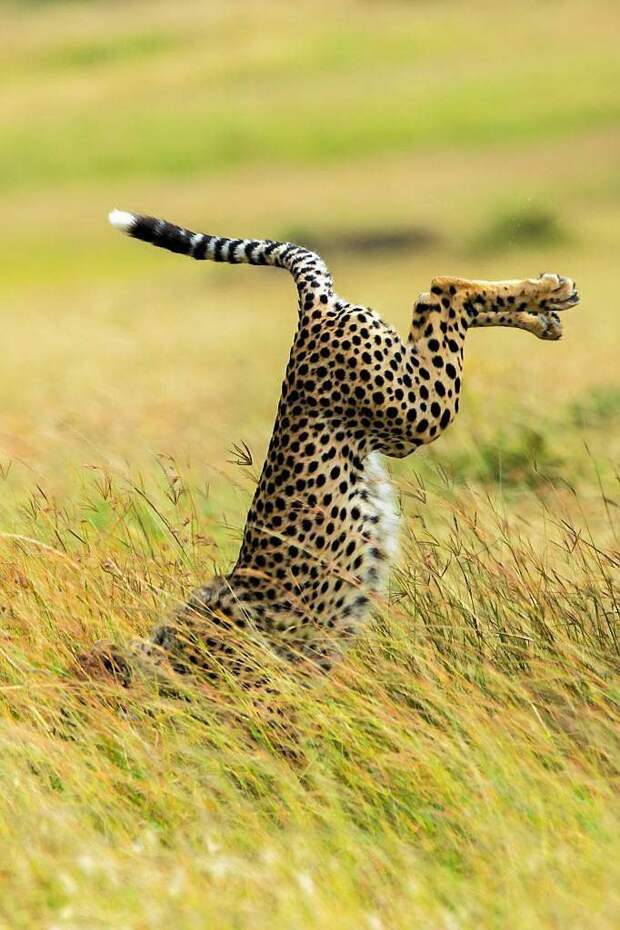 Comedy Wildlife Photo Awards 2