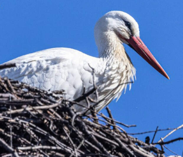 Под Гатчиной любители природы сфотографировали красавца-аиста