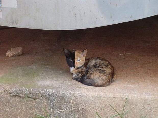 двуликий кот