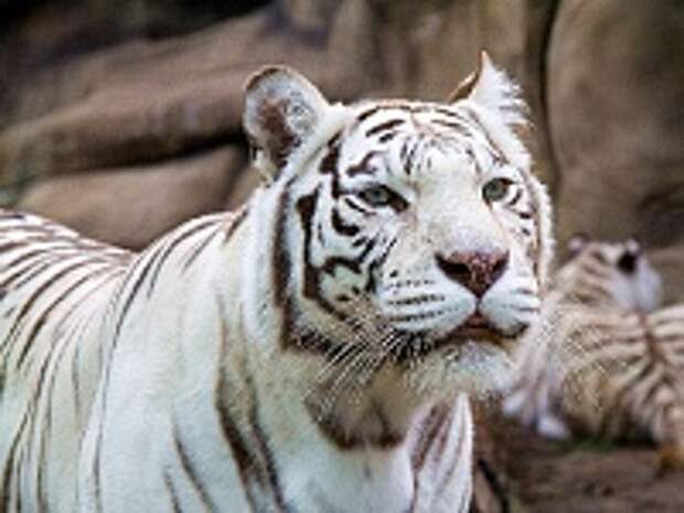 Белые тигры 32