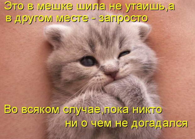Лучшие котоматрицы недели (50 фото)