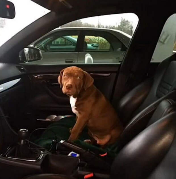 Самый крупный питбуль в мире Самый крупный питбуль в мире питбуль, халк