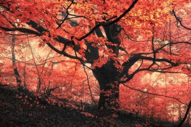 Красивые фотографии чешского фотографа Janek Sedlar