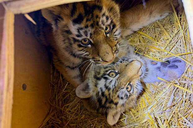 Тигрят в Московском зоопарке назвали Уссури и Таежка