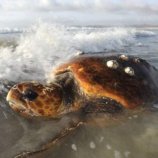Лучшие фотографии от National Geographic