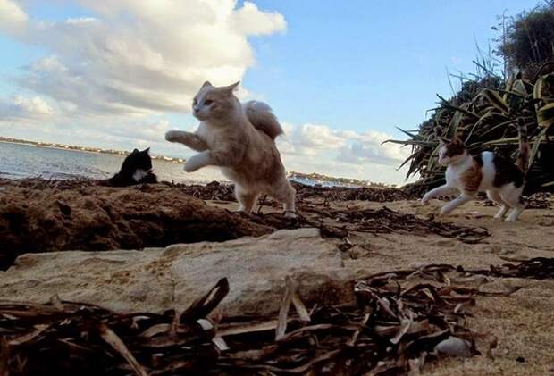 В Италии есть кошачий пляж, покоривший тысячи туристов