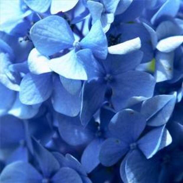Гортензия крупнолистная (Hydrangea macrophylla)
