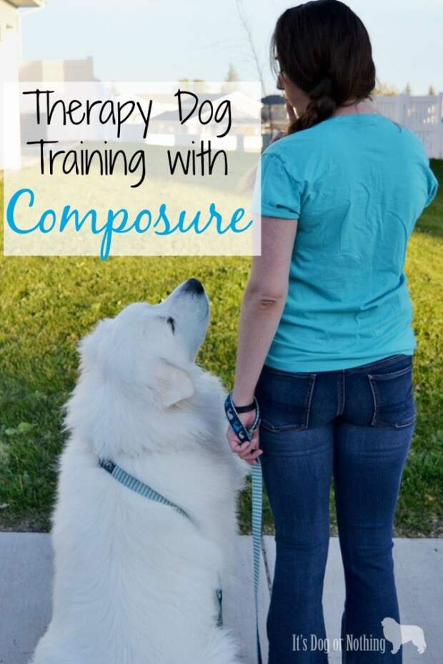During our therapy dog training we've been using VetriScience Composure to help my Great Pyrenees focus.