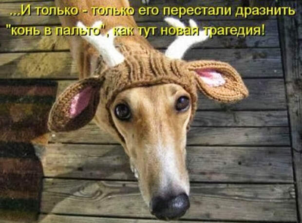 1353684260_shikarnye-kotomatricy-16