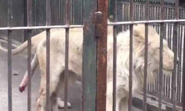 Голодный лев в китайском зоопарке отгрыз собственный хвост Тайюань, Шаньси, животное, зоопарк, китай, лев, отгрызенный хвост, травма животного