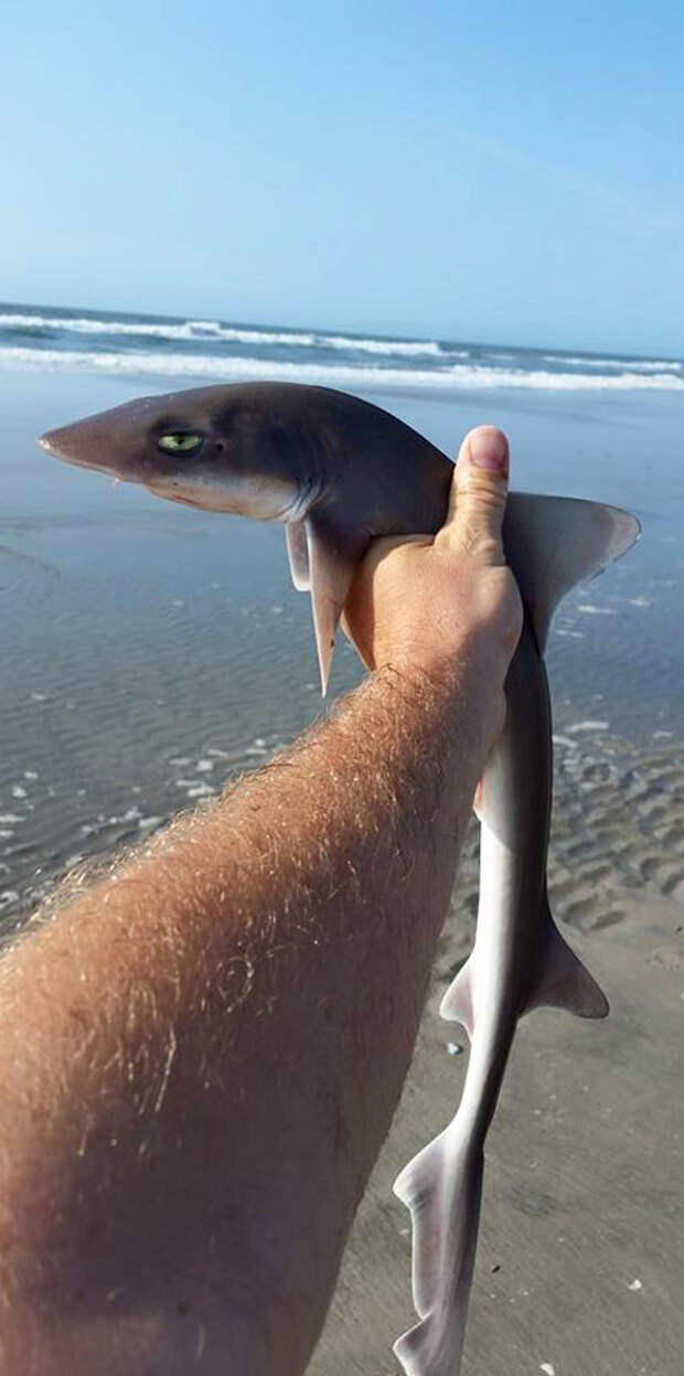 shark-funny-face