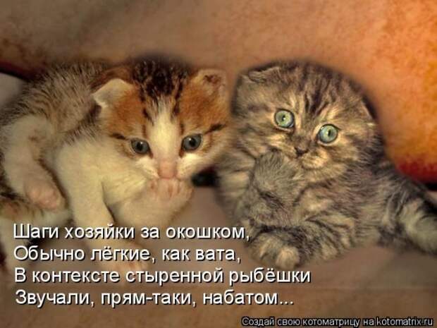 Лучшие котоматрицы недели