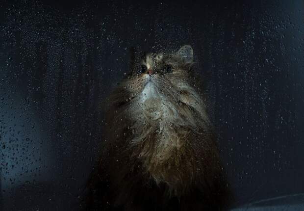 меланхоличные коты ждут хозяина у окна (16)
