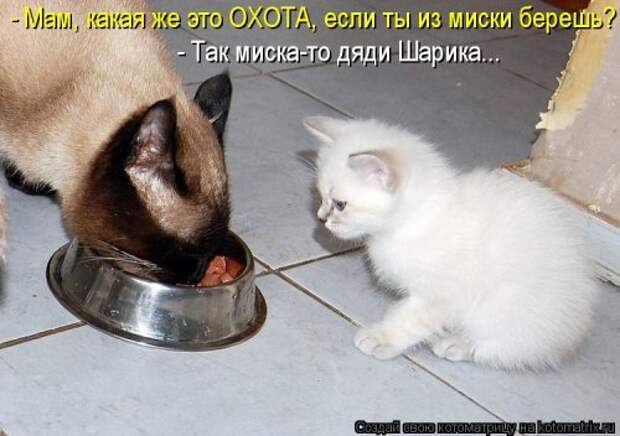Еженедельная котоматрица (26 фото)