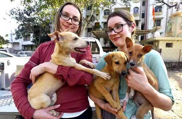 Свои обычаи: как относятся к домашним животным в разных странах