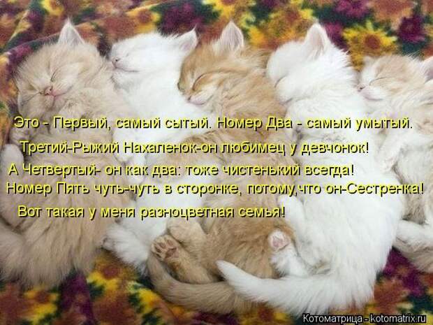 Котоматрица №33