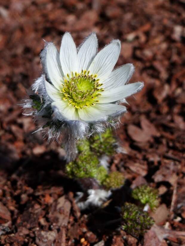 Прострел Тарао (Pulsatilla taraoi)